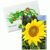 Samentütchen Mini - Standardpapier - Sonnenblumen (Bild 4)