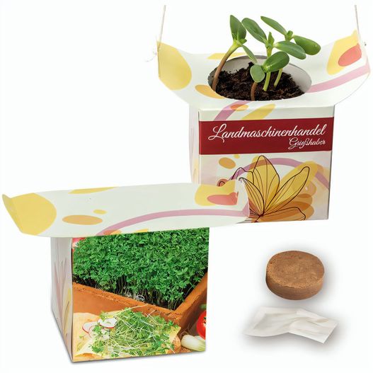 Blumenampel - Gartenkresse (Bild 1)