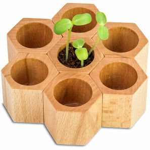 Pflanz-Holz Hexagon mit Samen - Glücksklee-Zwiebel (* Je nach Verfügbarkeit der Glücksklee-Zwiebeln)
