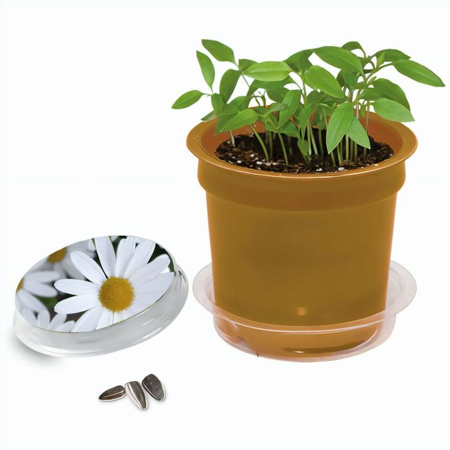 Produktabbildung Florero-Töpfchen mit Samen - gold - Margerite Florero-Töpfchen mit Samen - gold - Margerite