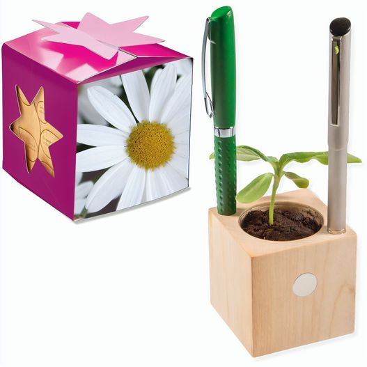 Pflanz-Holz Büro Star-Box mit Samen - Margerite, 1 Seite gelasert (Bild 1)