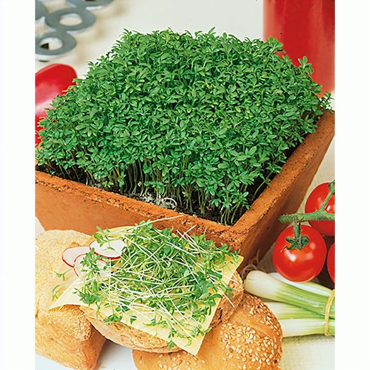 Samentütchen Mini - Natronkraftpapier - Gartenkresse (Bild 1)