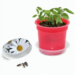 Florero-Töpfchen mit Samen - rot - Margerite