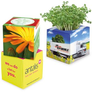 Pflanz-Würfel 2.0 mit Samen - Ringelblume