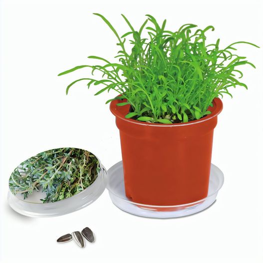 Florero-Töpfchen mit Samen - terracotta - Thymian (Bild 1)