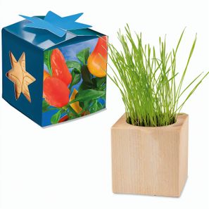 Pflanz-Holz Maxi Star-Box mit Samen - Gewürzpaprika