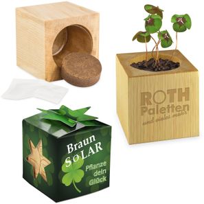 Pflanz-Holz Star-Box mit Samen - Glücksklee-Zwiebel, 1 Seite gelasert (* Je nach Verfügbarkeit der Glücksklee-Zwiebeln)