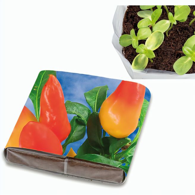 PopUp Anzuchterde mit Samen - Gewürzpaprika