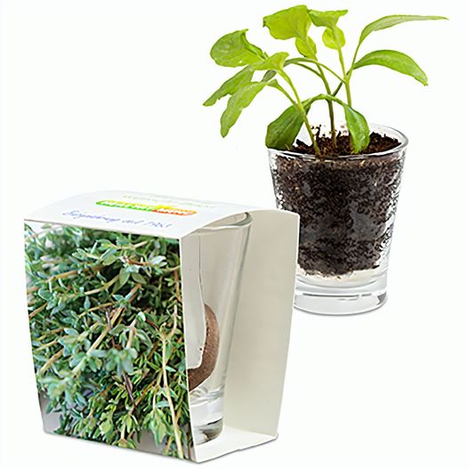 Caffeino-Glas mit Samen - Thymian (Bild 1)