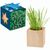 Pflanz-Holz Maxi Star-Box mit Samen - Persischer Klee (Bild 1)