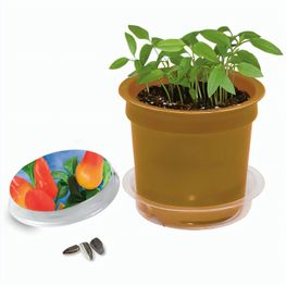 Florero-Töpfchen mit Samen - gold - Gewürzpaprika