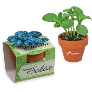 Tontöpfchen-Blume mit Samen - Vergissmeinnicht