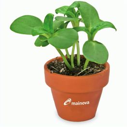 Tontöpfchen-Blume mit Samen - Glücksklee-Zwiebeln inkl. Tampondruck (* Je nach Verfügbarkeit der Glücksklee-Zwiebeln)