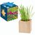 Pflanz-Holz Maxi Star-Box mit Samen - Sommerblumenmischung (Bild 1)