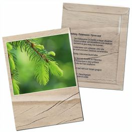 Samentütchen - Standardmotiv  - Fichte