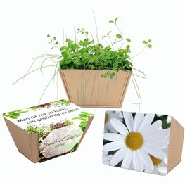 Mini-Beet mit Samen - Margerite