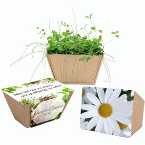 Mini-Beet mit Samen - Margerite