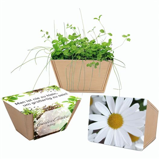 Mini-Beet mit Samen - Margerite (Bild 1)