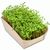 Microgreens-Gärtchen - Kresse (Bild 2)