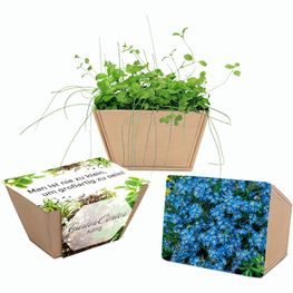 Mini-Beet mit Samen - Vergissmeinnicht