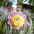 Schmoozies® Blume (Bild 4)