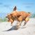 Hundespielzeug Knochen (Bild 3)