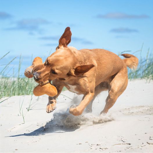 Hundespielzeug Knochen (Bild 1)