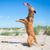 Hundespielzeug Flying Disc (Bild 3)