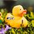 Quietsche-Ente Blumendesign (Bild 3)