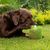 Hundespielzeug Gespenst (Bild 4)