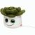 Schmoozies® Evergreenies® Sukkulente (Bild 1)