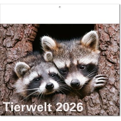 Kalender "Tierwelt" im Format 30 x 28 cm, mit Fälzel