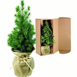 Natur-Bäumchen 20-30 cm