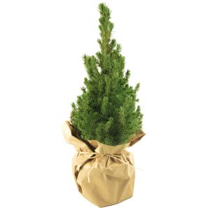 Natur-Bäumchen 35-45 cm