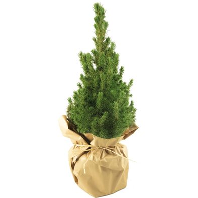 Natur-Bäumchen 35-45 cm