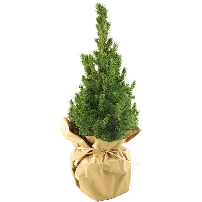 Natur-Bäumchen 35-45 cm