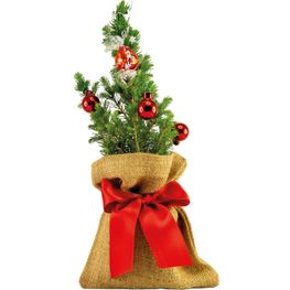 Kugelglanz-Bäumchen 20-30 cm