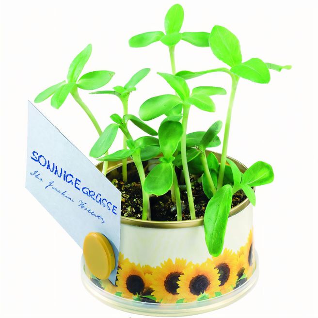 Minigarten Sonne mit Magnet