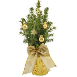 Produktabbildung Gold-Bäumchen 20-30 cm Gold-Bäumchen 20-30 cm