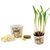 Snack 2Grow Popcorn (Bild 2)