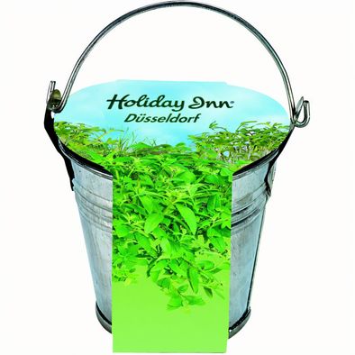 Zinkeimerchen Kräuter