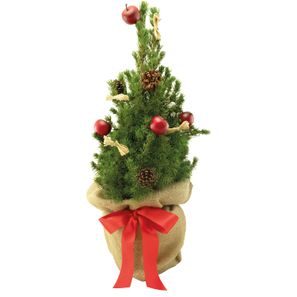 Classic-Bäumchen 35-45 cm