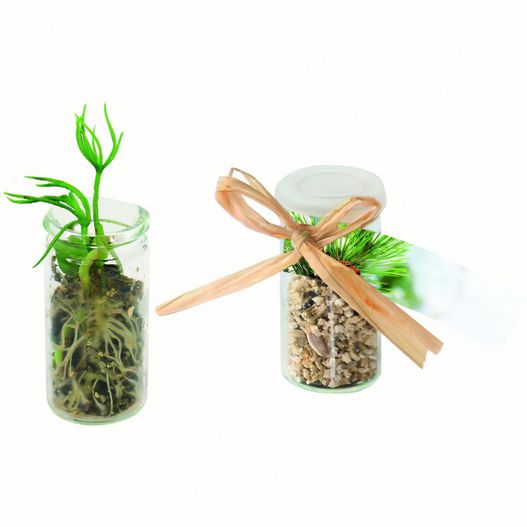 ein paar gläser mit pflanzen in ihnen Mini-Glasshouse Fichte (Bild 1)