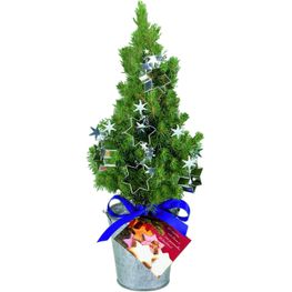 Backförmchen-Bäumchen 20-30 cm