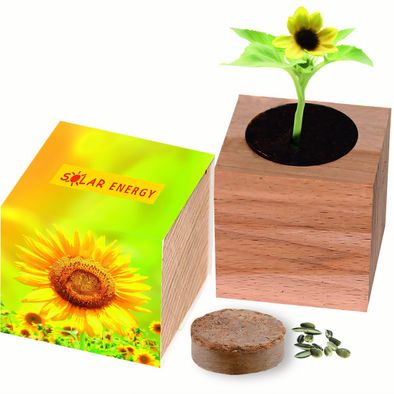 Großer Natur-Würfel Sonne