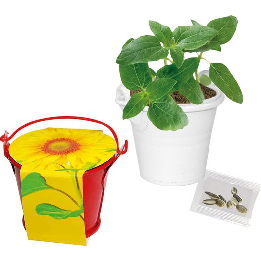 Sonnen-Eimerchen (Bild 1)