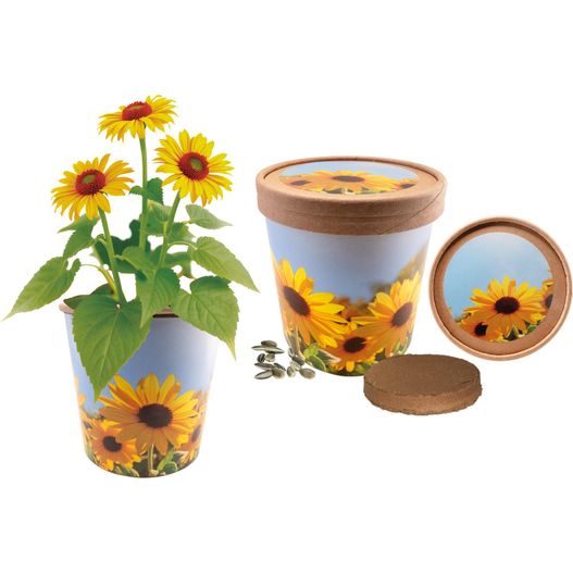 Sonnige Grüße (Bild 1)