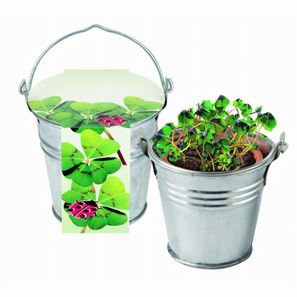 Zinkeimerchen Glücksklee