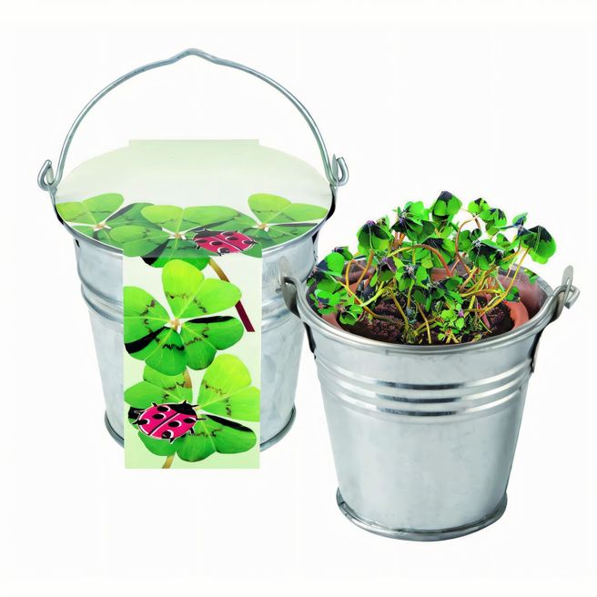 Produktabbildung Zinkeimerchen Glücksklee Zinkeimerchen Glücksklee