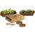 Microgreen Duo (Bild 2)